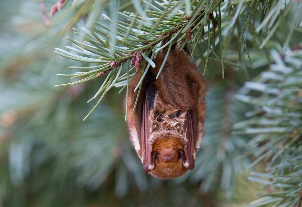 Eastern Red Bat (Lasiurus borealis) hanging from a pine tree branch