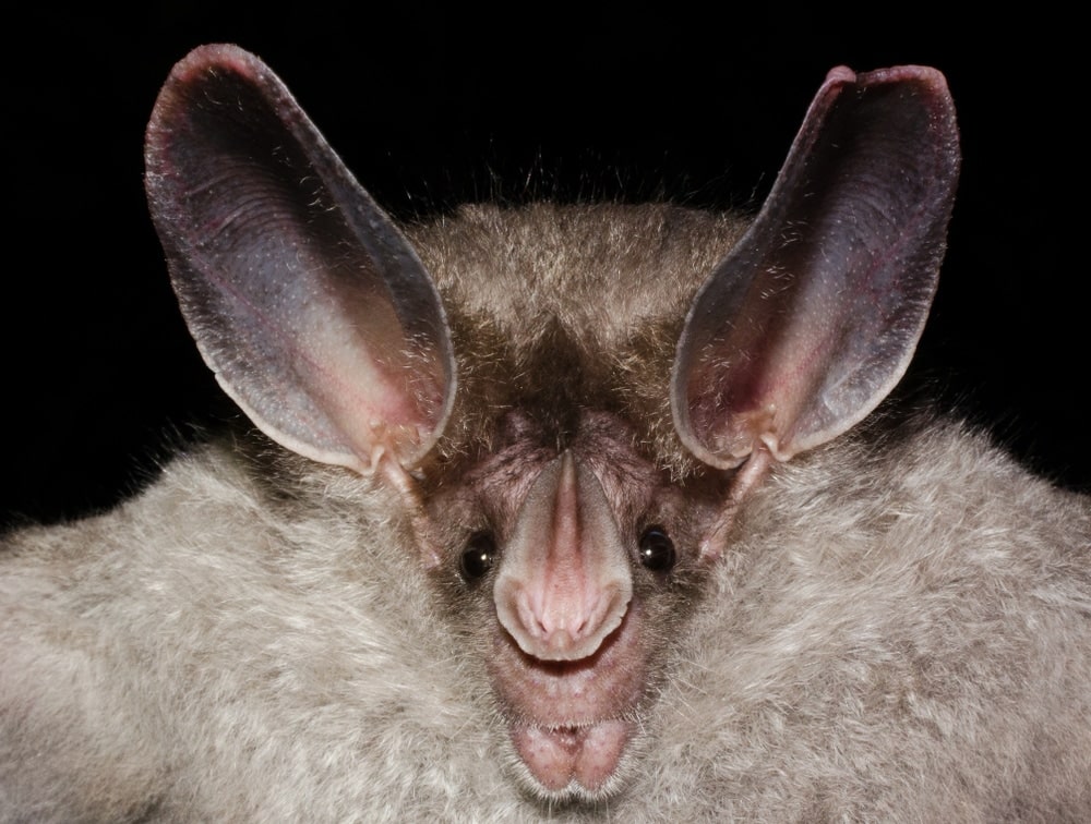 Close up photo of a Big-Eared Woolly Bat (Chrotopterus auritus) with black background