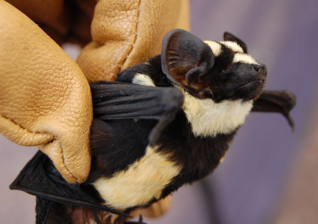 Gloves holding Pied Bat (Niumbaha superba)