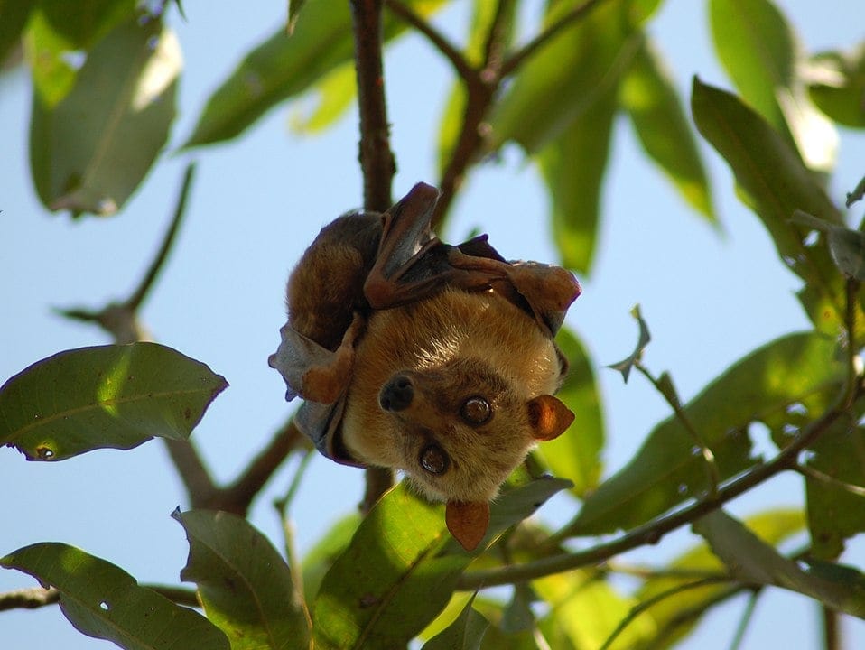 Sulawesi Flying Fox (Acerodon celebensis) hanging from a tree