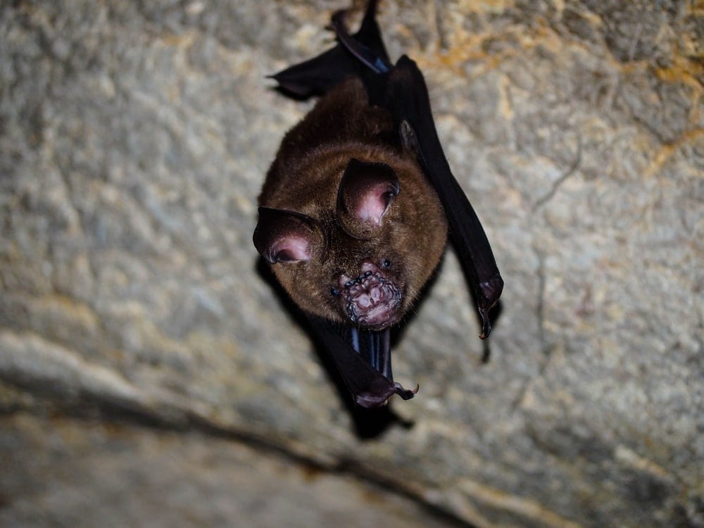 Indian False Vampire Bat (Lyroderma lyra) hanging inside a cave