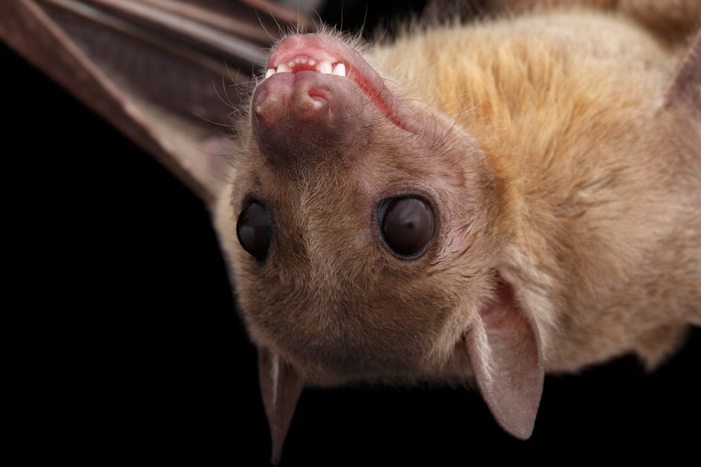 Closed up photo of an Egyptian Fruit Bat (Rousettus aegyptiacus)