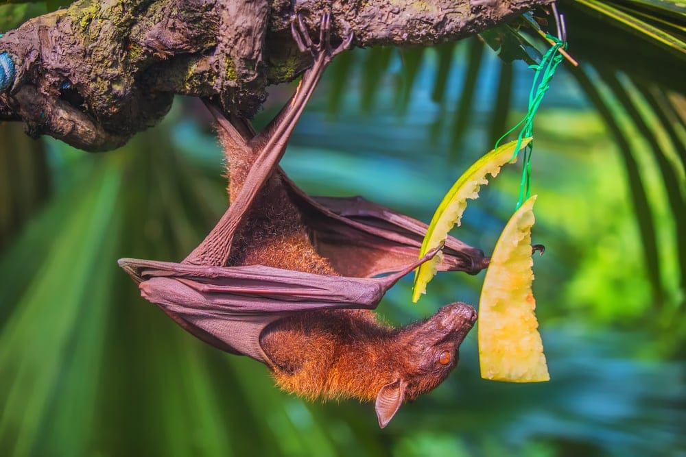 bat hanging from a tree while eating