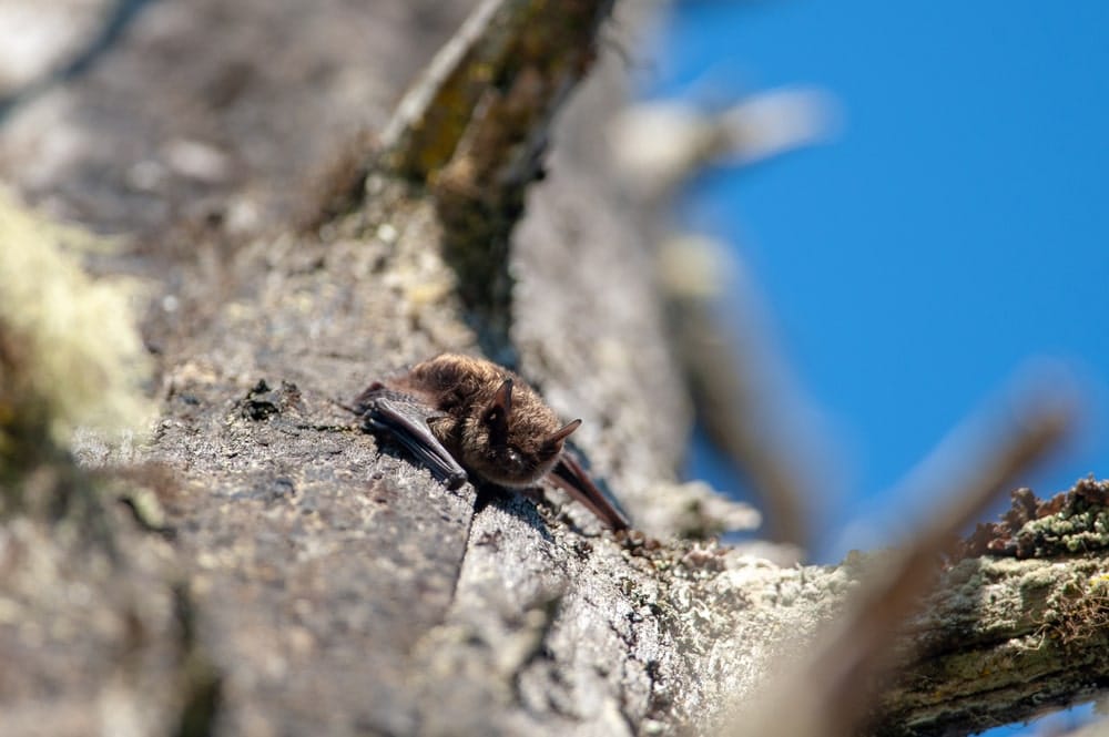 Little Brown bat on a tree