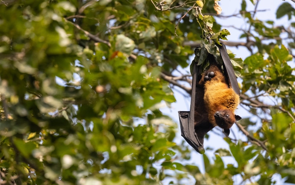 Suborder Yinpterochiroptera hanging on a tree branch