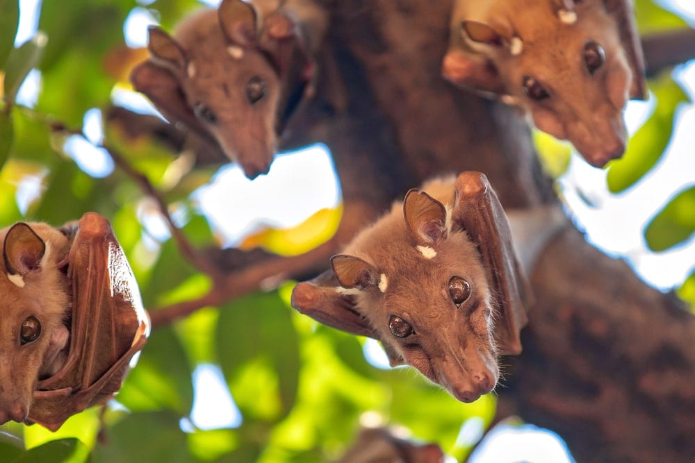 fruit bats looking at the camera