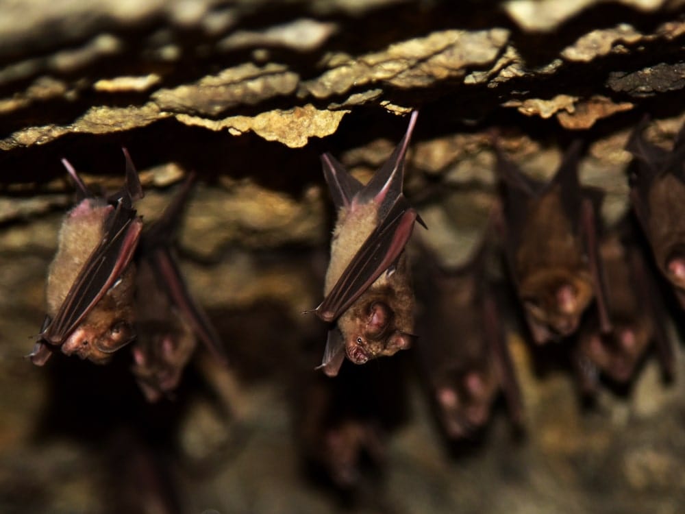 group of mouse tailed bats sleeping