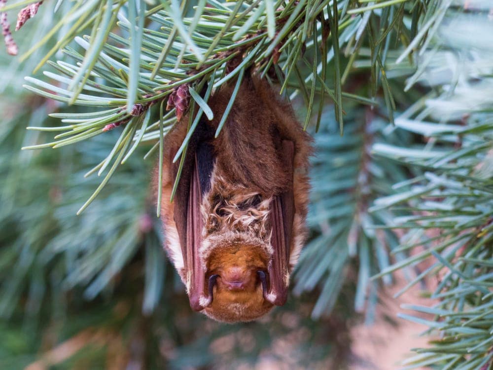 Vespertilionoidea hanging on a leaf