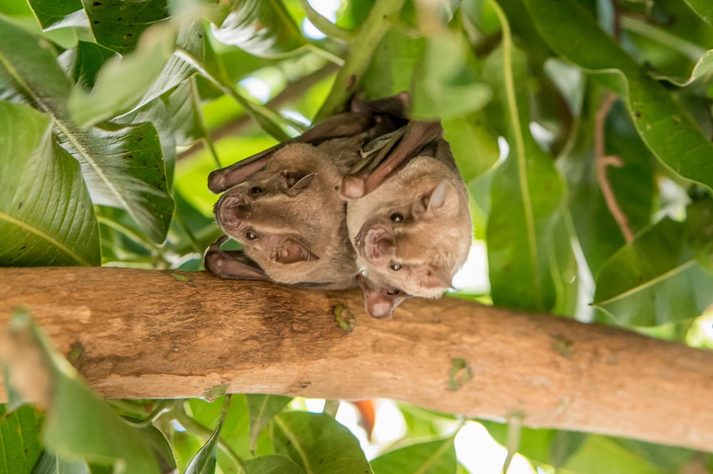 two bats on a tree branch