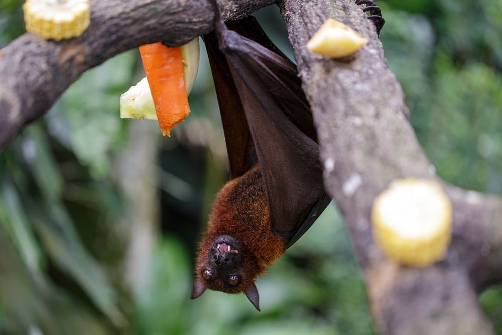Big brown bat hanging on a tree branch