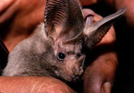 Person's hand holding a California Leaf-Nosed Bat