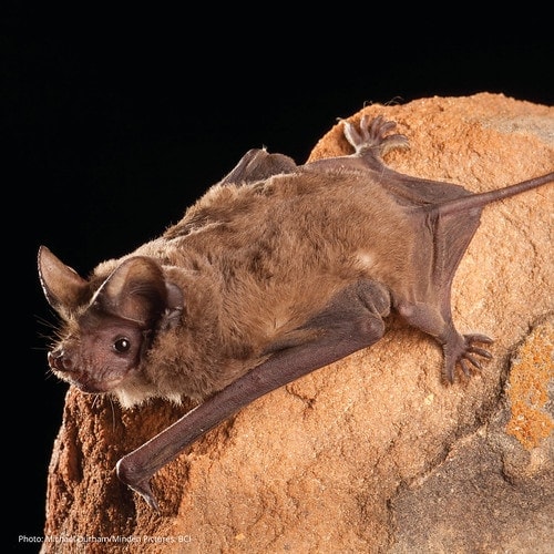 Mexican Free-Tailed Bat