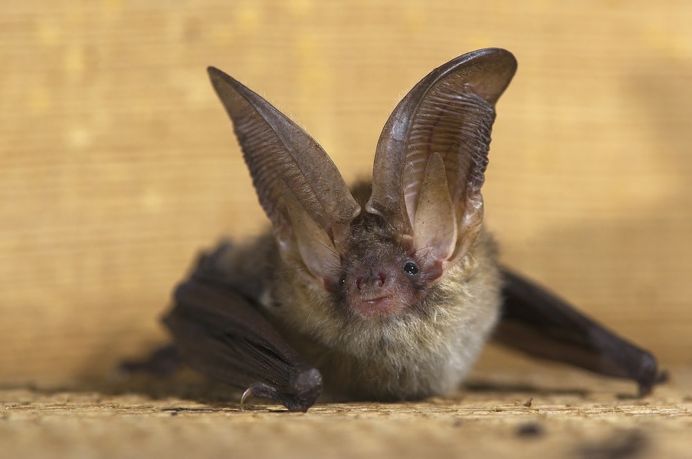 Brown Long-Eared Bat