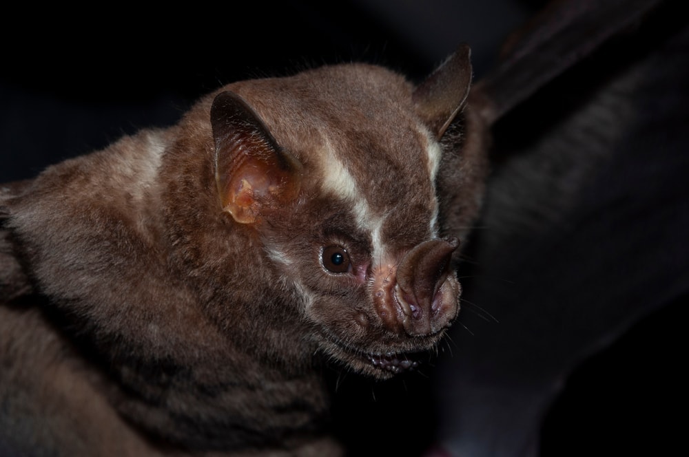 Close up photo of reat fruit-eating bat