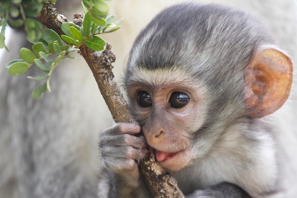 Cute baby monkey holding a branch