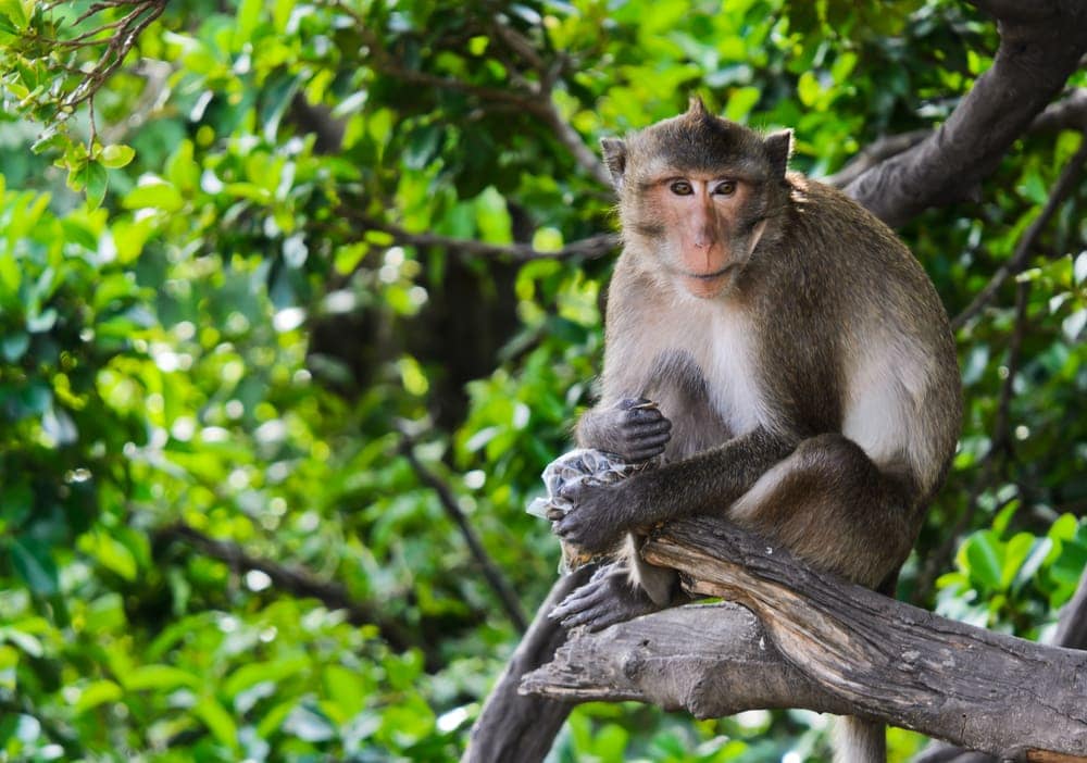 Crab-Eating Macaque (Macaca fascicularis) sitting on a tree branch