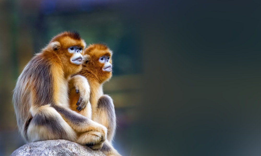 Golden Snub-Nosed Monkey (Rhinopithecus roxellana)