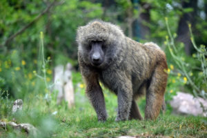 Olive Baboon