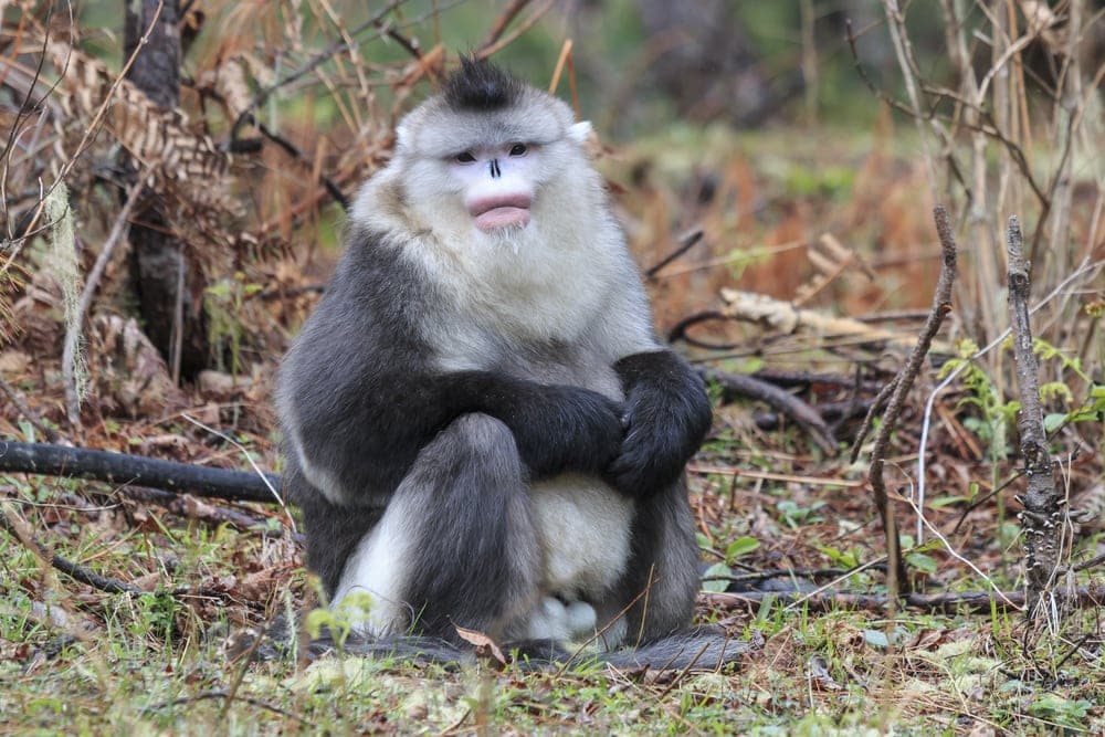 Black Snub-Nosed Monkey (Rhinopithecus bieti)