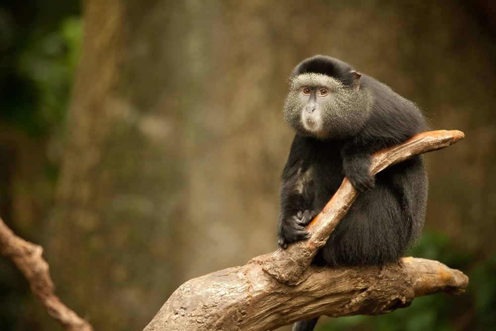 Blue Monkey (Cercopithecus mitis)