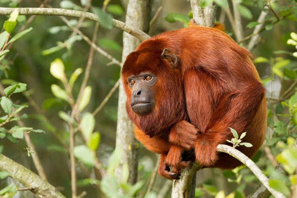 Colombian Red Howler (Alouatta seniculus)