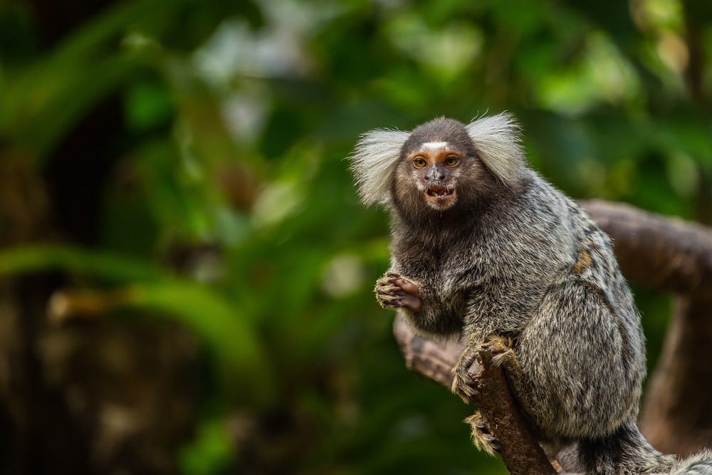  Common Marmoset (Callithrix jacchus)