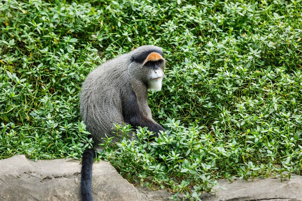 De Brazza’s Monkey (Cercopithecus neglectus)