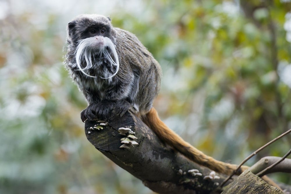 Emperor Tamarin (Saguinus imperator)
