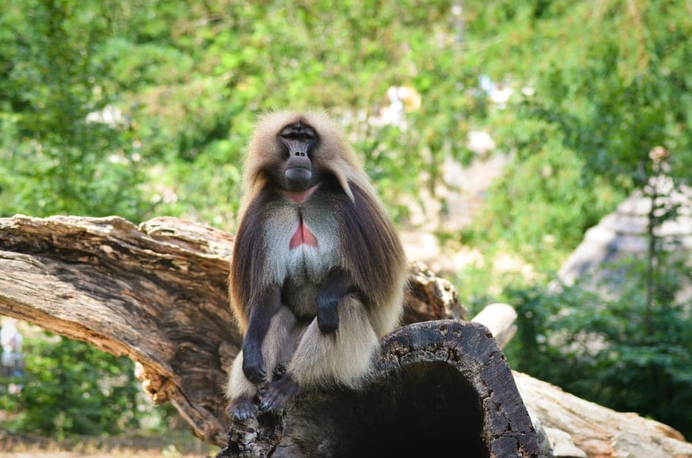 Gelada (Theropithecus gelada)