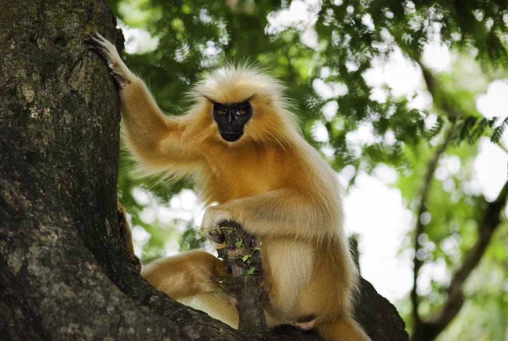Gee’s Golden Langur (Trachypithecus geei)