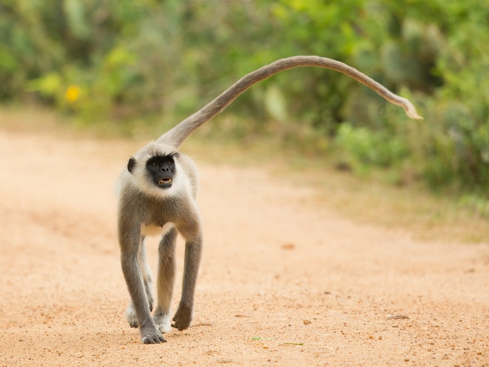 Northern Plains Gray Langur (Semnopithecus entellus)