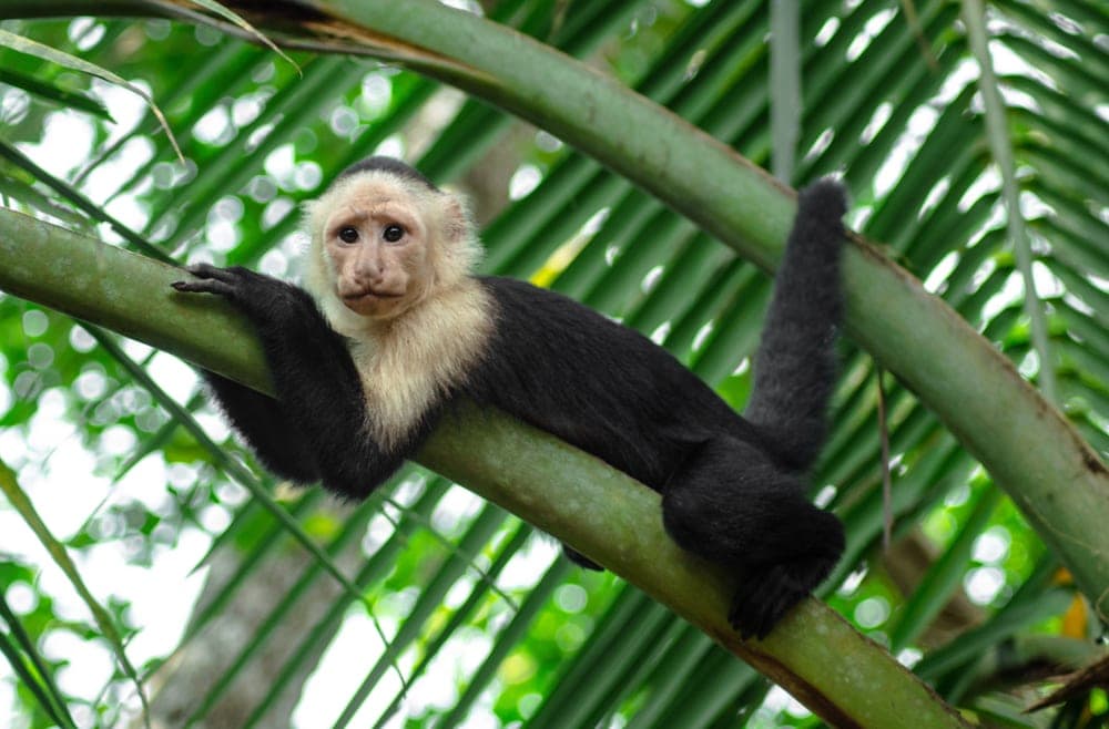 Panamanian White-Faced Capuchin (Cebus imitator)