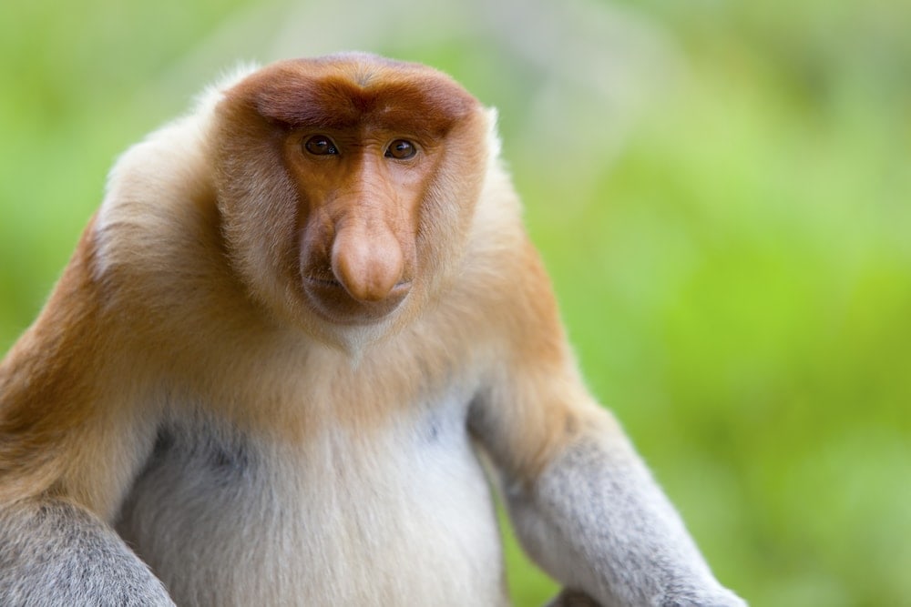 Portrait of a Proboscis Monkey (Nasalis larvatus)