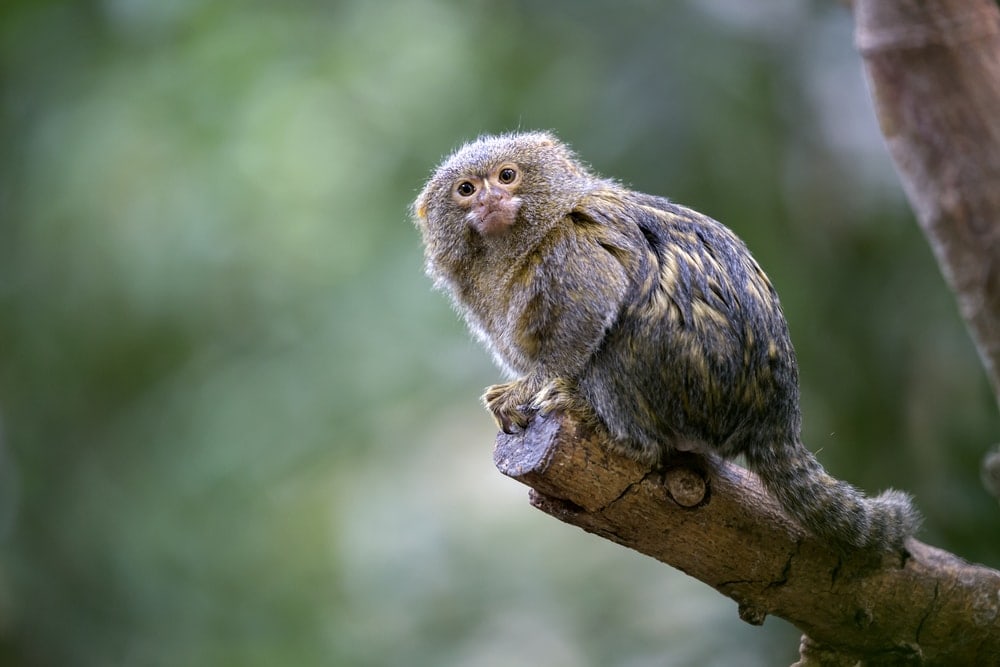 Pygmy Marmoset (Callithrix pygmaea), a small type of new world monkeys