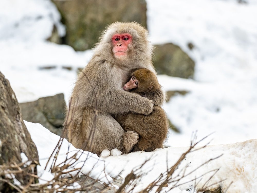 Two Snow Monkey (Macaca fuscata) hugging