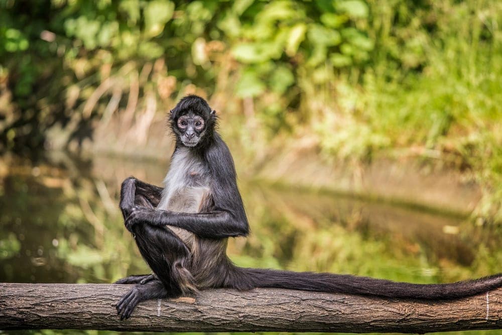 Central American Spider Monkey (Ateles Geoffroyi)