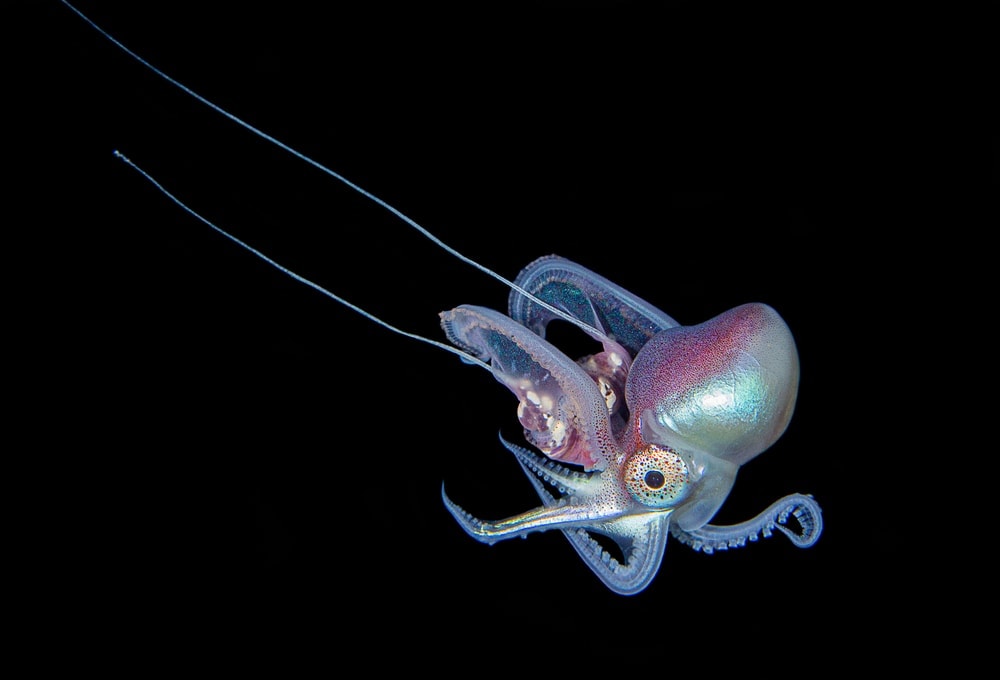 Blanket Octopus in dark waters
