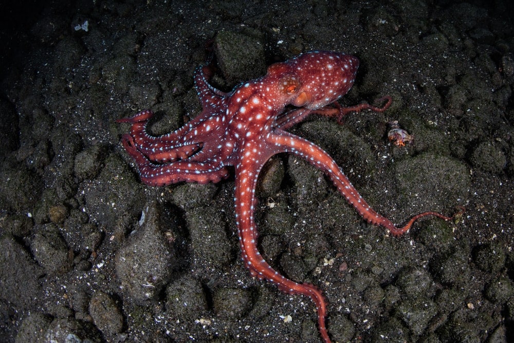 Night Octopus on rocks underwater