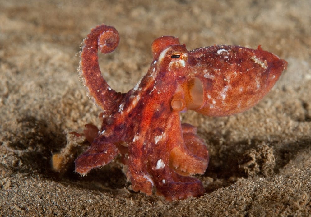 Red octopus