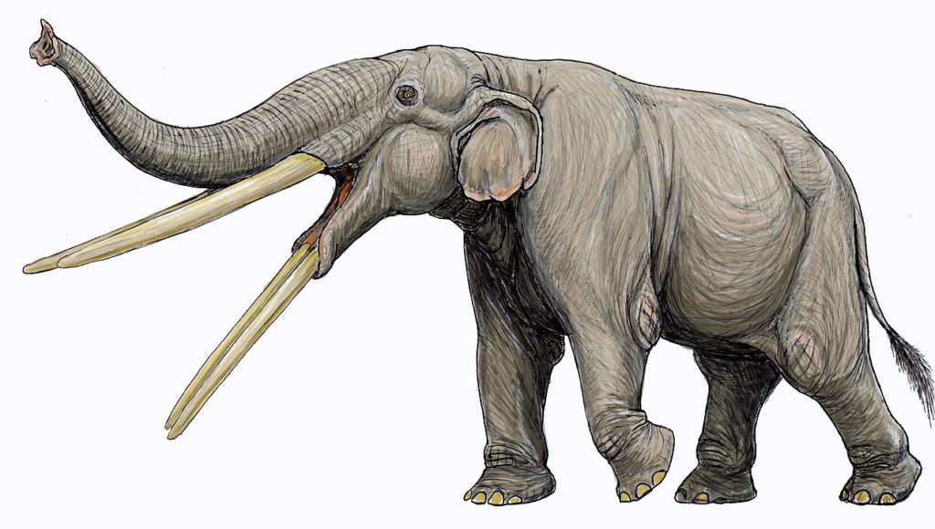 Drawing of an extinct elephant belonging to genus Stegotetrabelodon