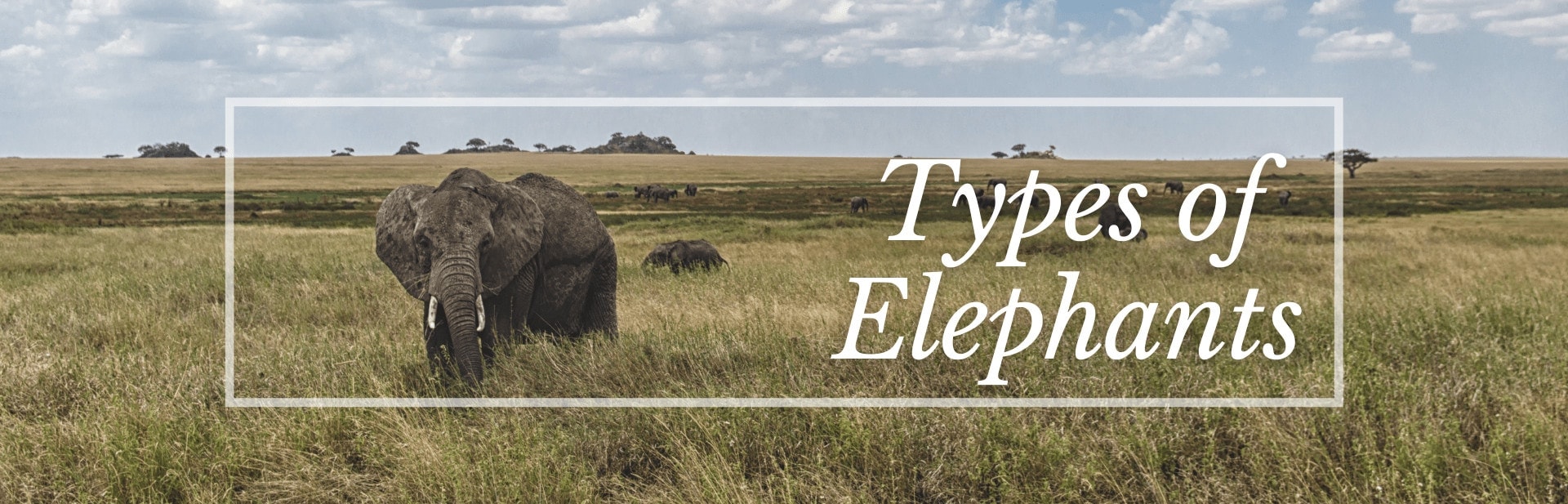 Types of Elephants Featured Image