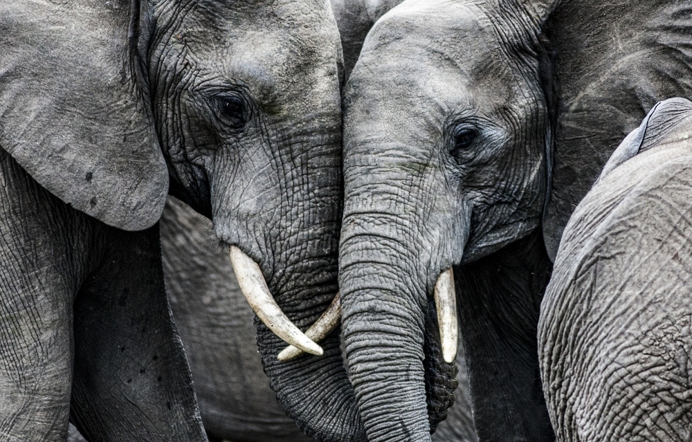 Close up picture of two elephants facing each other
