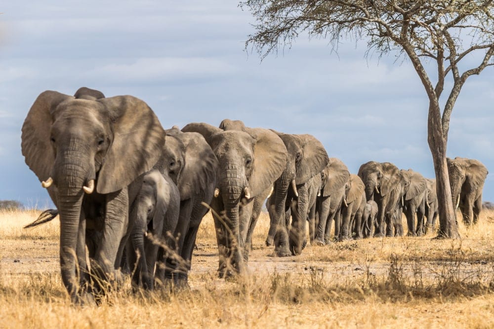 Herd of Elephants walking through the grass in Africa