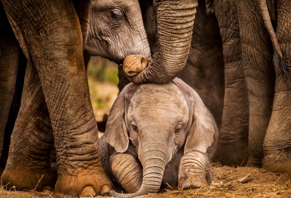 Baby elephant protected by herd