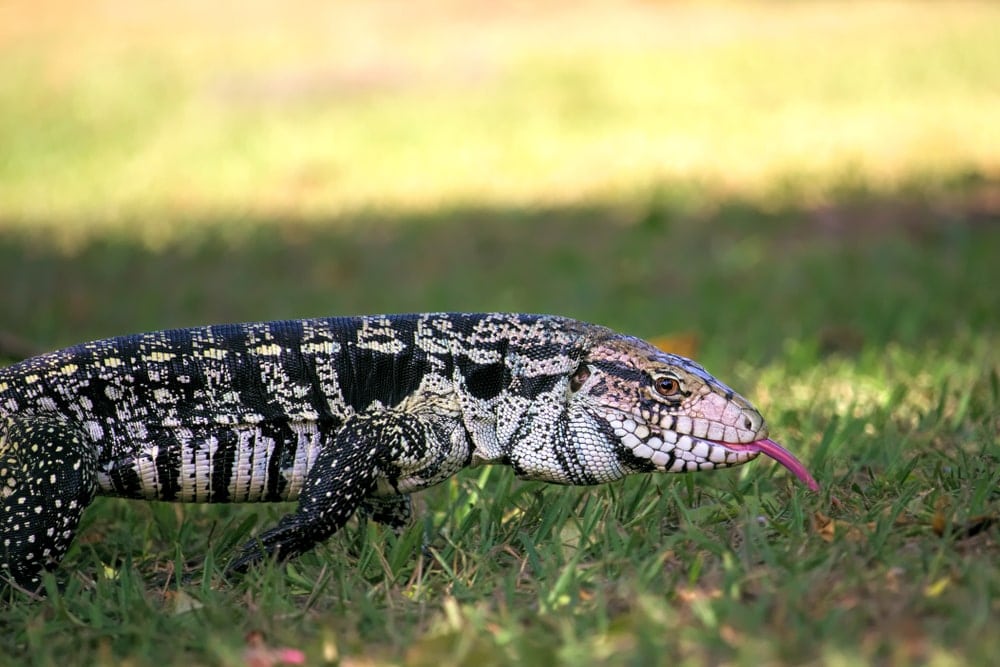Argentine Black and White Tegu (Salvator merianae)