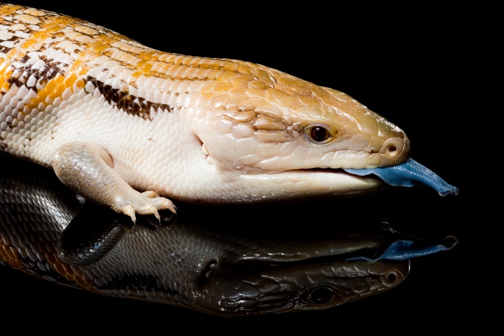 Northern Blue Tongue Skink (Tiliqua scincoides intermedia)