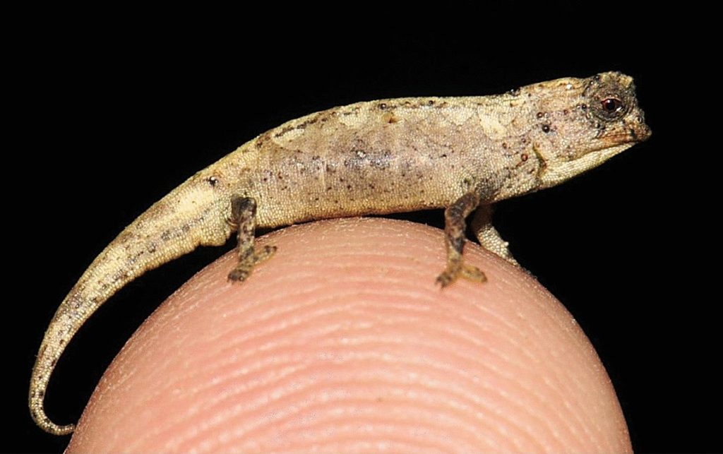 Nano-Chameleon (Brookesia nana)