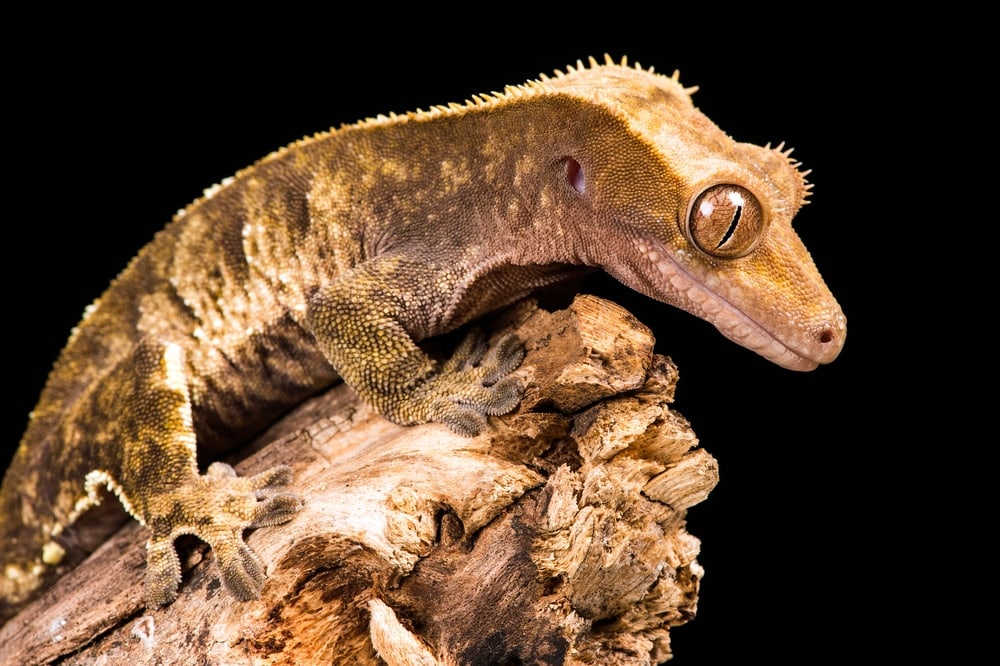 New Caledonian Giant Gecko (Rhacodactylus leachianus)