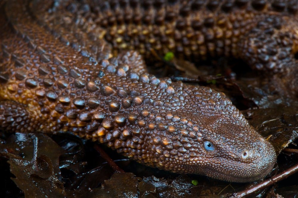 Earless monitor lizard from infraorder Platynota