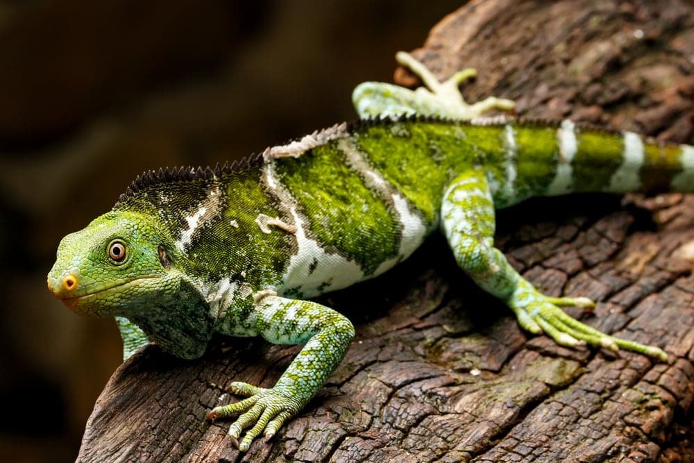 Fiji Crested Iguana (Brachylophus vitiensis)